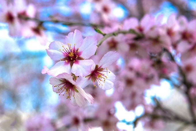 شکوفه های بهاری