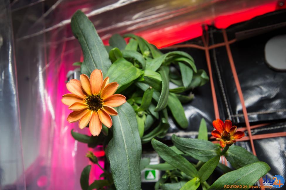 یکسال در اعماق فضا