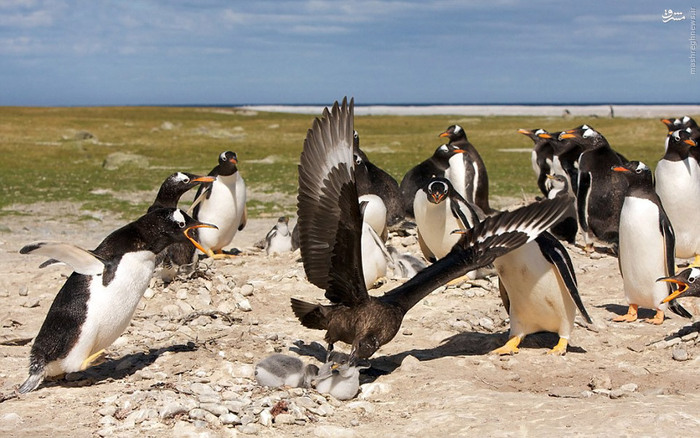 بچهدزدی مقابل چشمان خانواده (تصاویر) بچهدزدی مقابل چشمان خانواده (تصاویر)