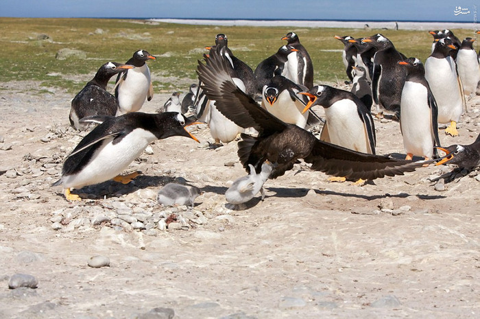 بچهدزدی مقابل چشمان خانواده (تصاویر) بچهدزدی مقابل چشمان خانواده (تصاویر)