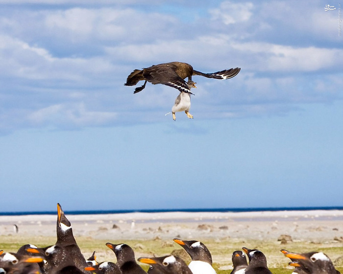 بچهدزدی مقابل چشمان خانواده (تصاویر) بچهدزدی مقابل چشمان خانواده (تصاویر)