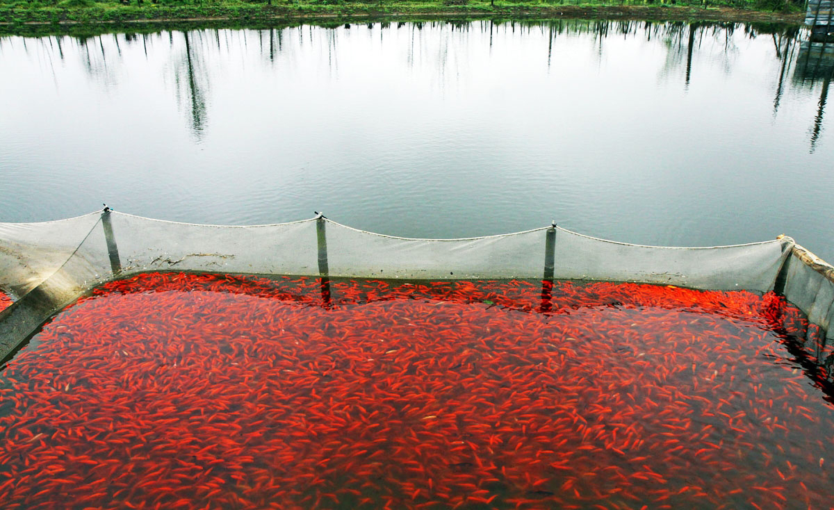 پرورش ماهی قرمز در گیلان