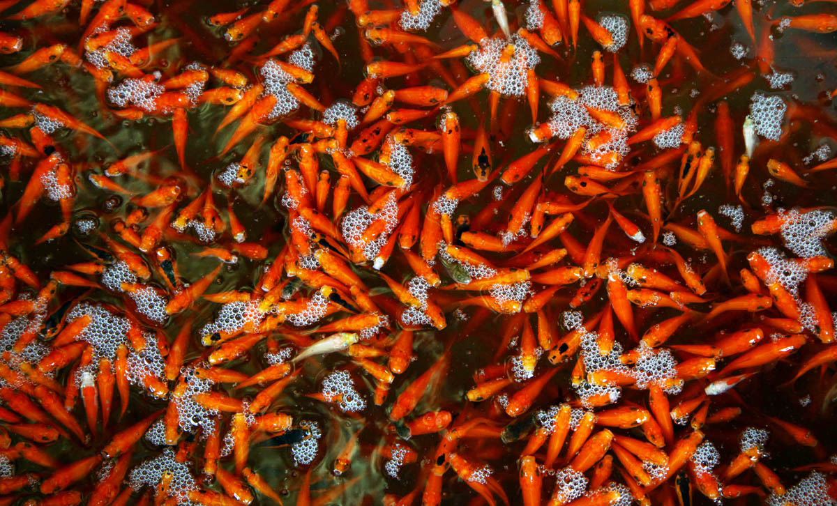 پرورش ماهی قرمز در گیلان