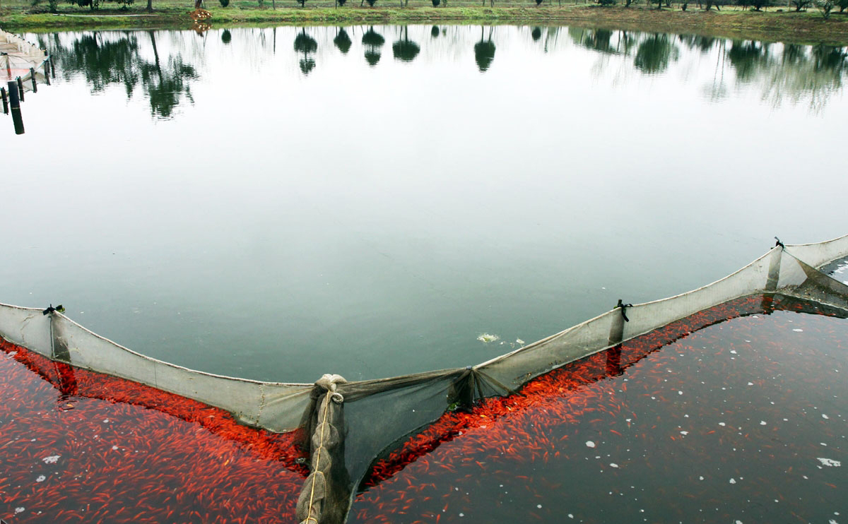 پرورش ماهی قرمز در گیلان
