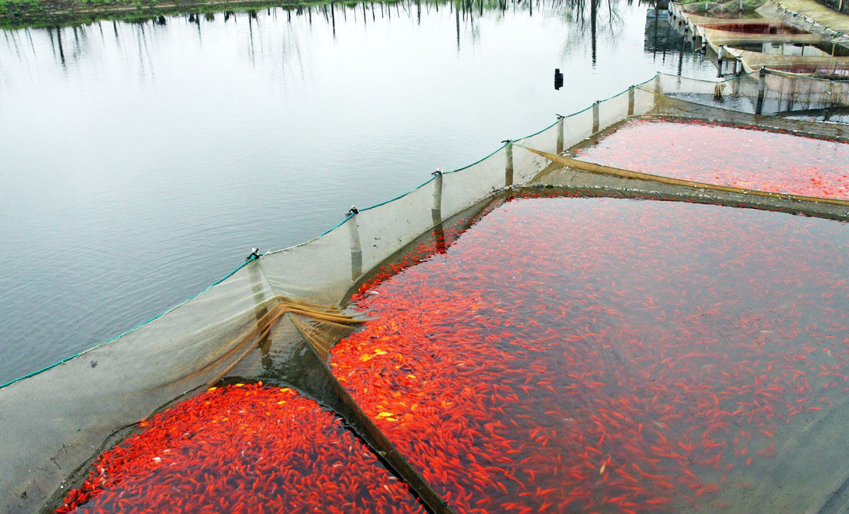 پرورش ماهی قرمز در گیلان