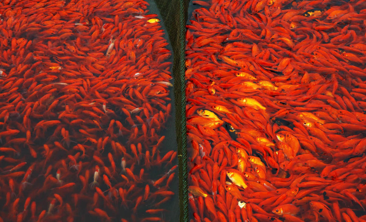 پرورش ماهی قرمز در گیلان