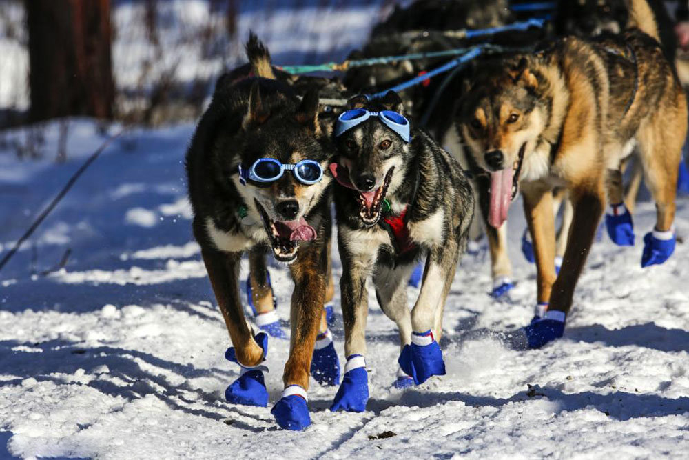 رقابت سگ های سورتمه در آلاسکا‎