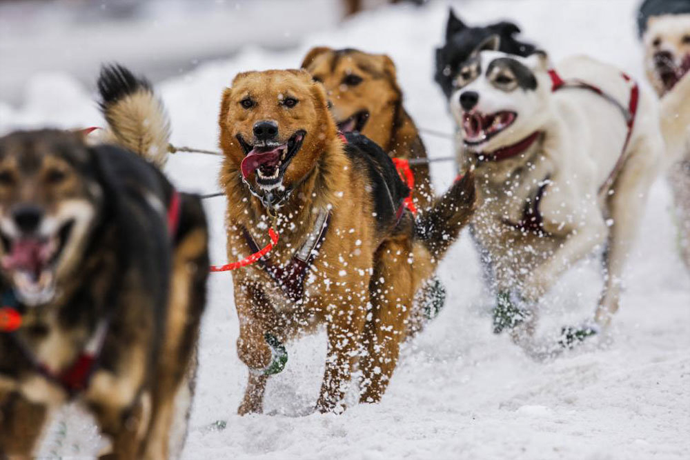 رقابت سگ های سورتمه در آلاسکا‎