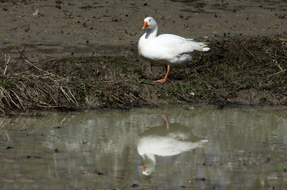 جلوه های نوروزی در خانه های روستایی جلوه های نوروزی در خانه های روستایی