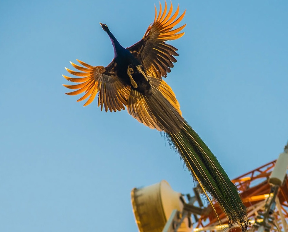 لحظه پرواز طاووس (تصاویر)