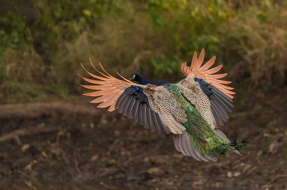 لحظه پرواز طاووس (تصاویر)