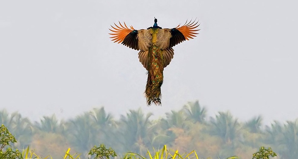 لحظه پرواز طاووس (تصاویر)