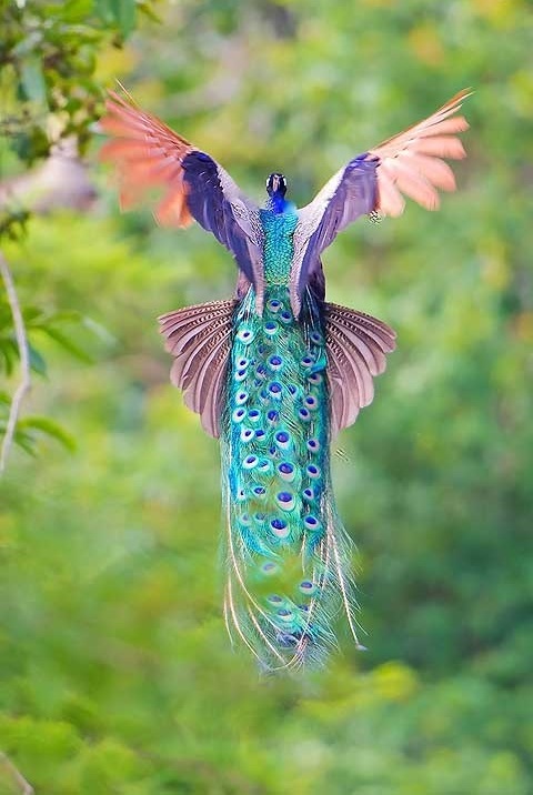 لحظه پرواز طاووس (تصاویر)
