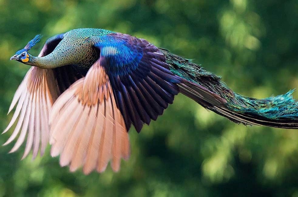لحظه پرواز طاووس (تصاویر)