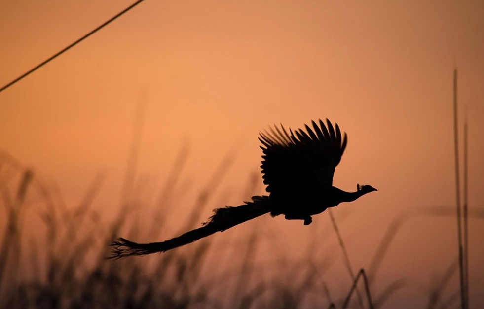 لحظه پرواز طاووس (تصاویر)