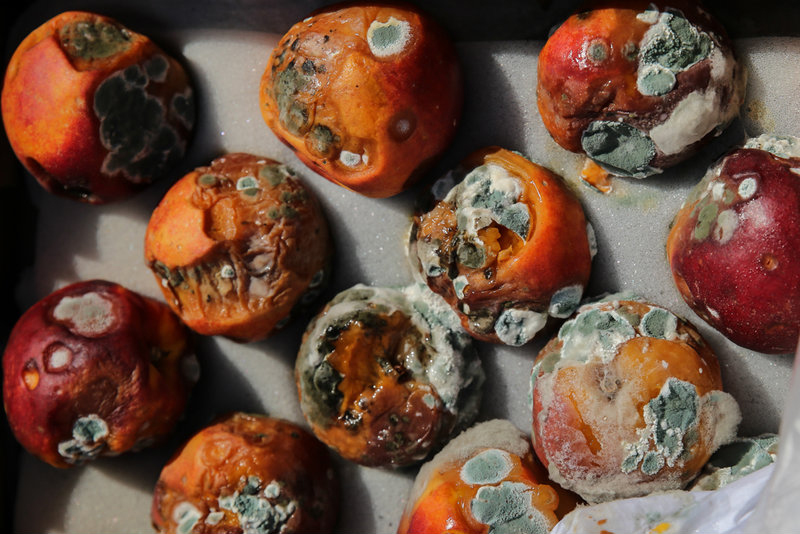 امحاء میوه‌های قاچاق