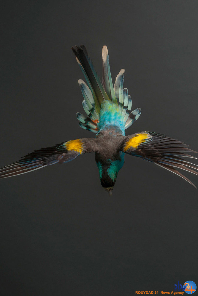 پرتره های پردار