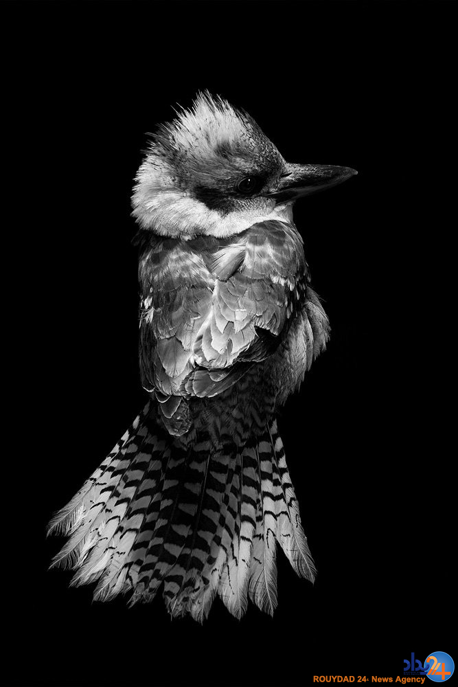 پرتره های پردار