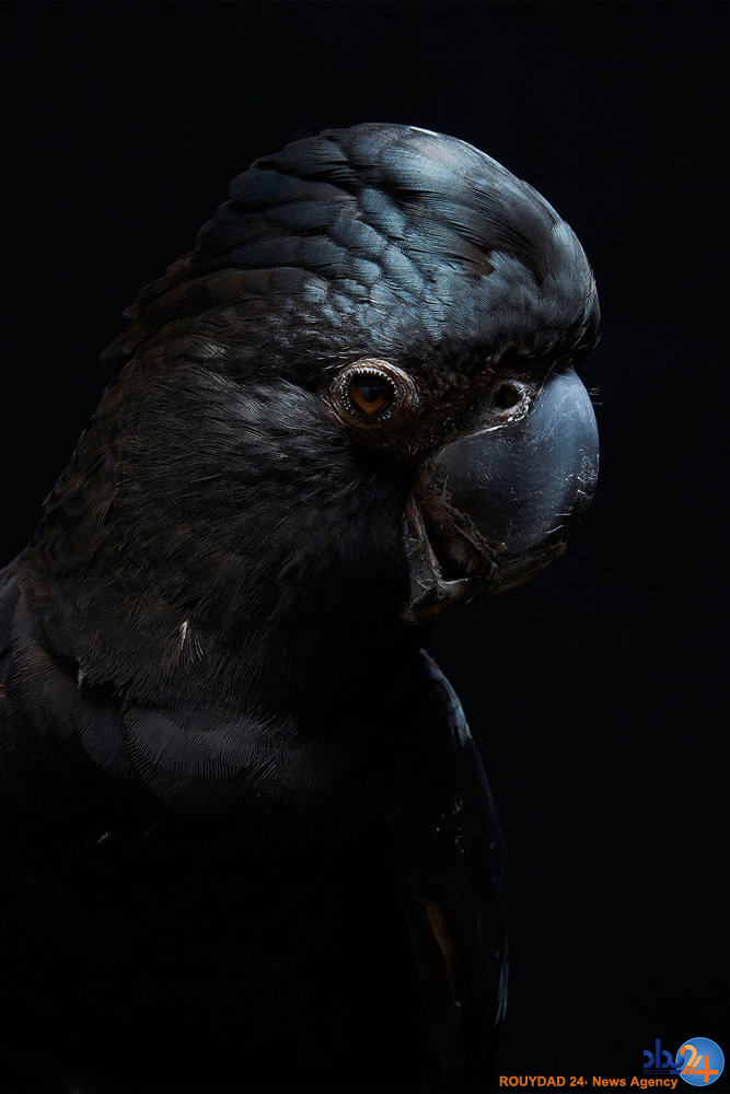 پرتره های پردار