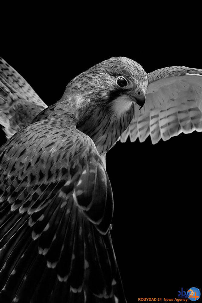 پرتره های پردار