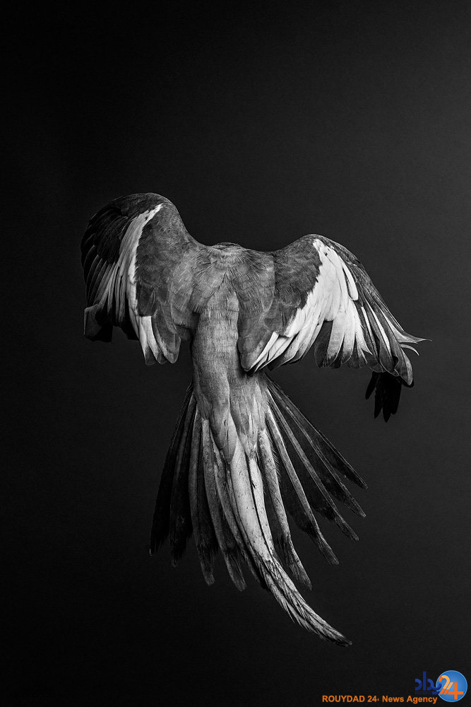 پرتره های پردار