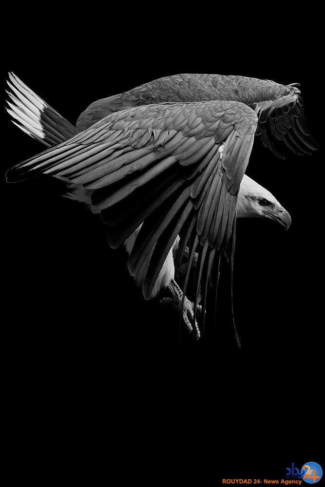 پرتره های پردار