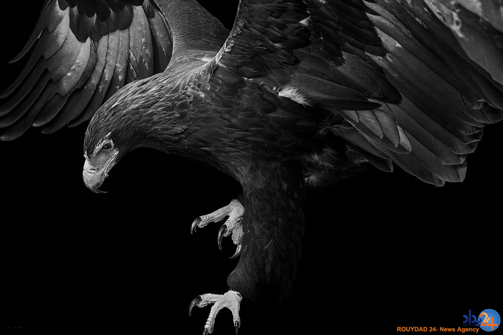 پرتره های پردار