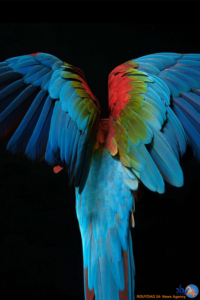 پرتره های پردار