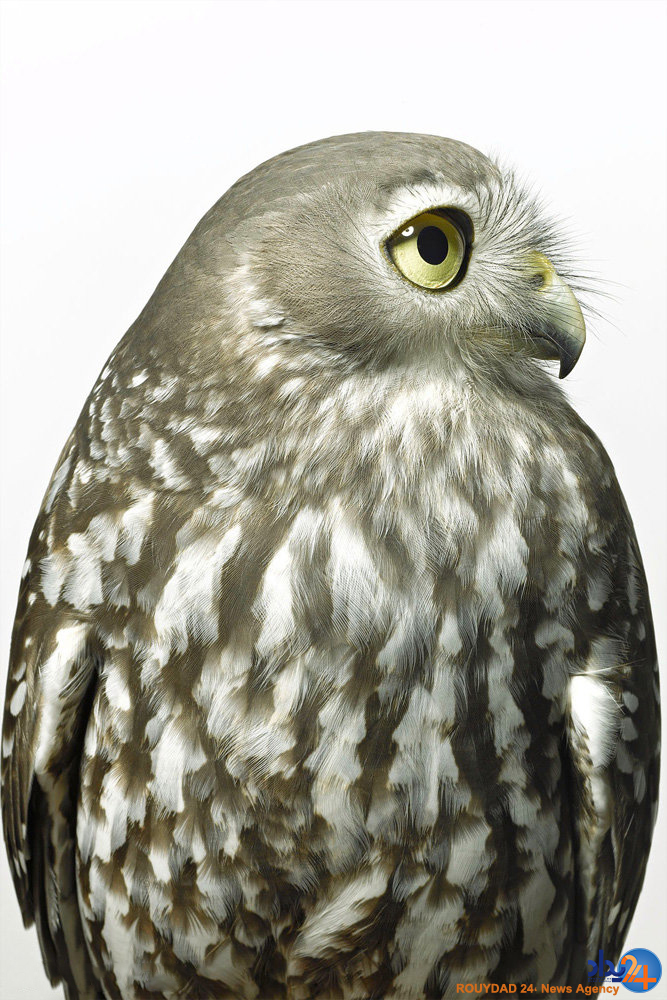 پرتره های پردار