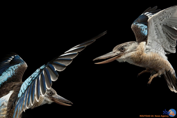 پرتره های پردار