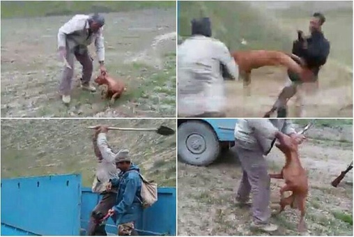 سگ‌آزاری فجیع یک شکارچی (تصویر و فیلم 16+)