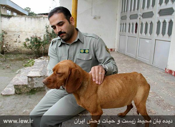 بازداشت عامل سگ آزاری گلستان و درخواست برای اشد مجازات (تصاویر)