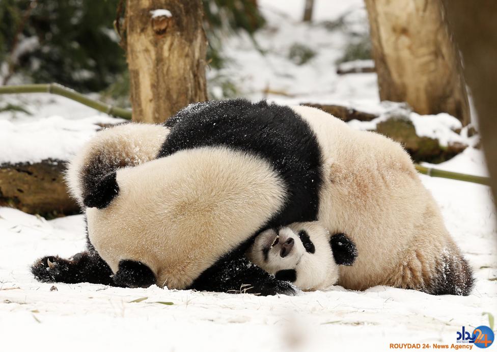 مادران و کودکان در دنیای حیوانات