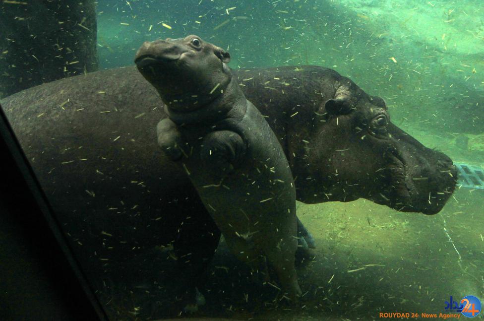 مادران و کودکان در دنیای حیوانات