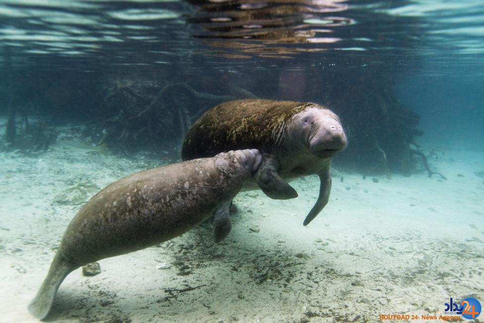 مادران و کودکان در دنیای حیوانات