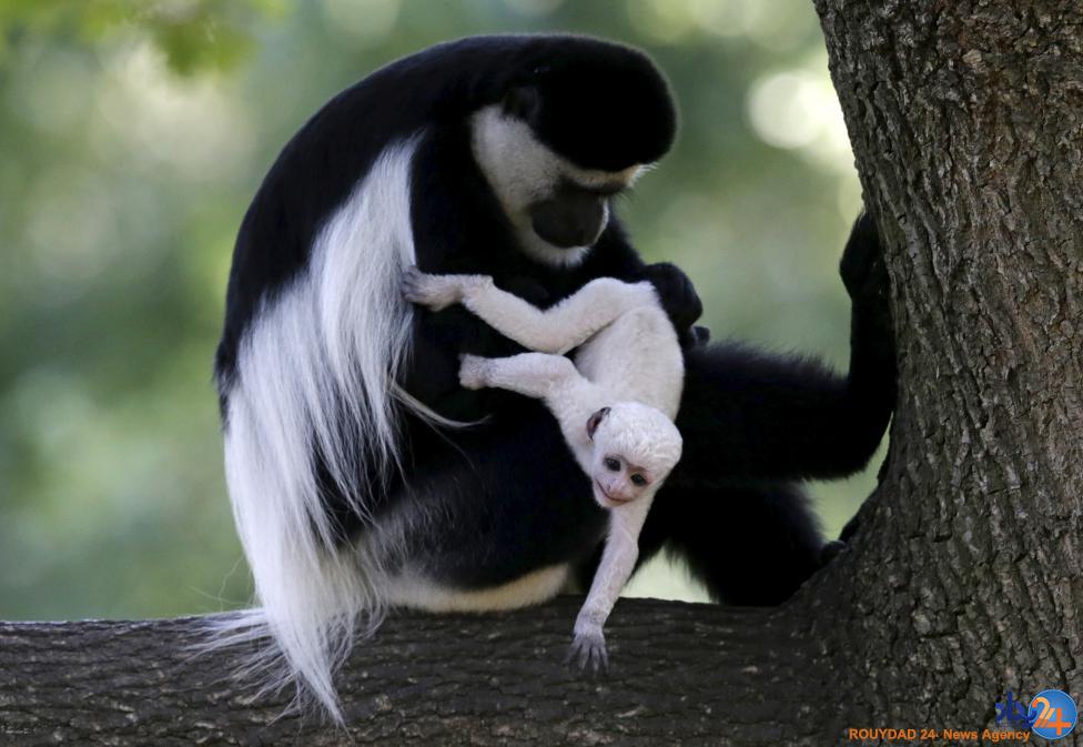 مادران و کودکان در دنیای حیوانات