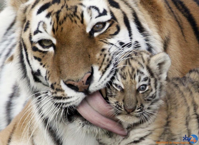 مادران و کودکان در دنیای حیوانات