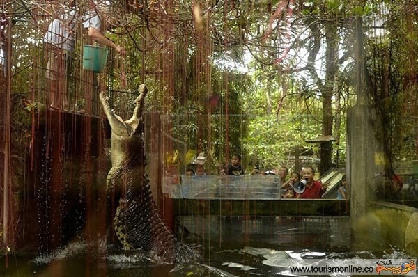 شیوه غذا دادن به تمساح (تصویر)