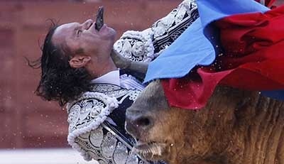 تصویری دلخراش از یک گاوبازی