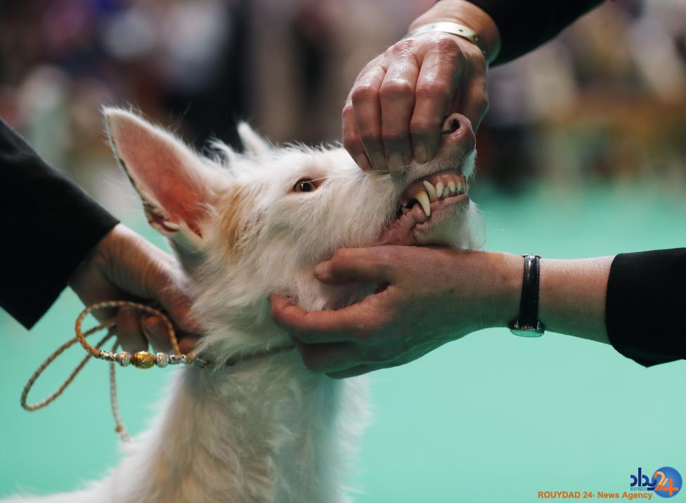 مسابقه بهترین سگ بریتانیا