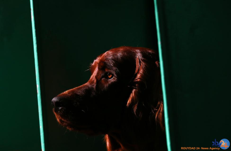 مسابقه بهترین سگ بریتانیا