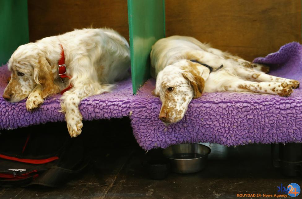 مسابقه بهترین سگ بریتانیا