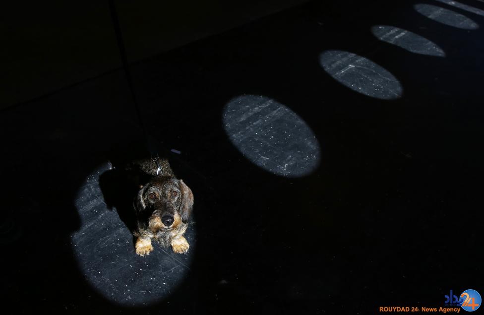 مسابقه بهترین سگ بریتانیا