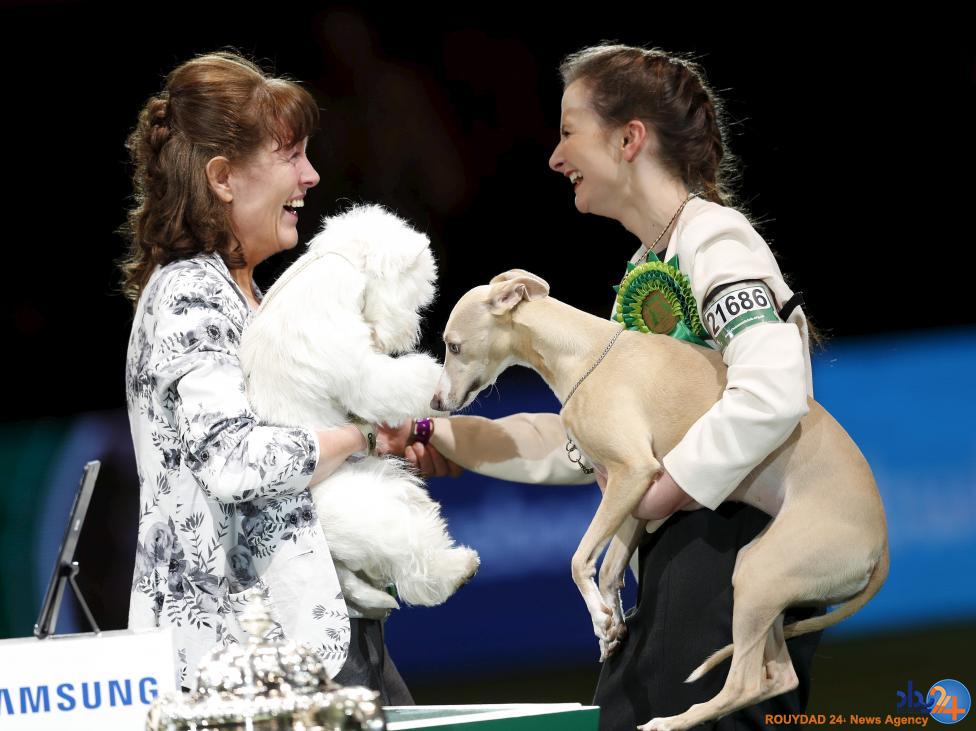 مسابقه بهترین سگ بریتانیا