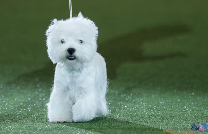 مسابقه بهترین سگ بریتانیا