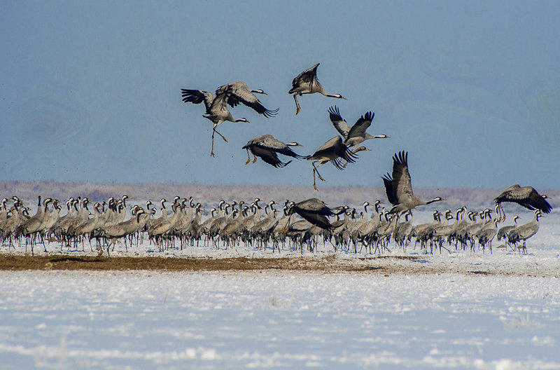 تالاب میقان - اراک تالاب میقان - اراک