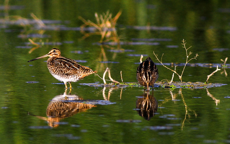 تالاب میقان - اراک تالاب میقان - اراک
