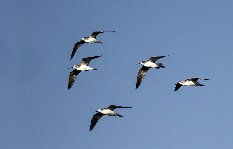 تالاب میقان - اراک تالاب میقان - اراک