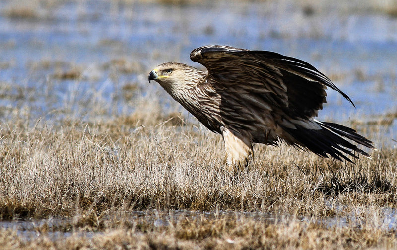 تالاب میقان - اراک تالاب میقان - اراک