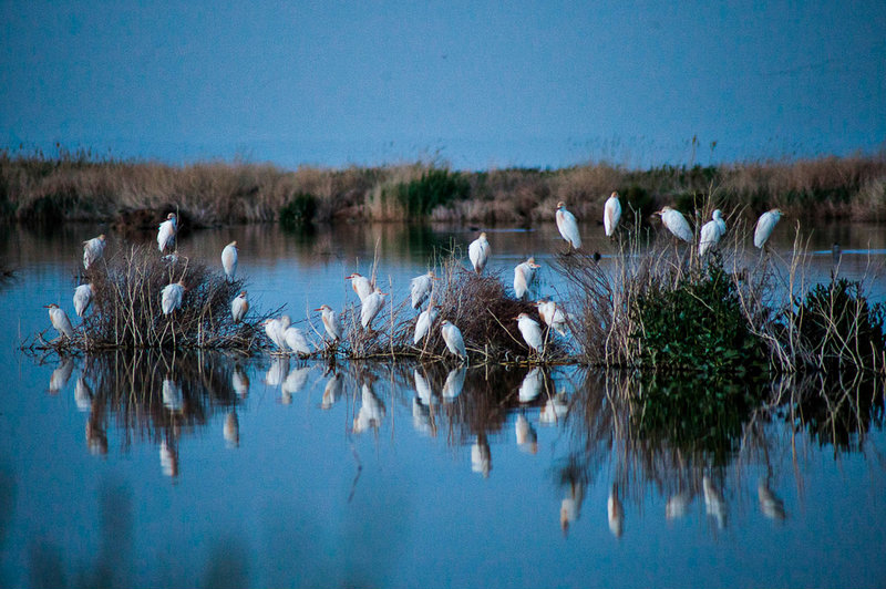 تالاب میقان - اراک تالاب میقان - اراک